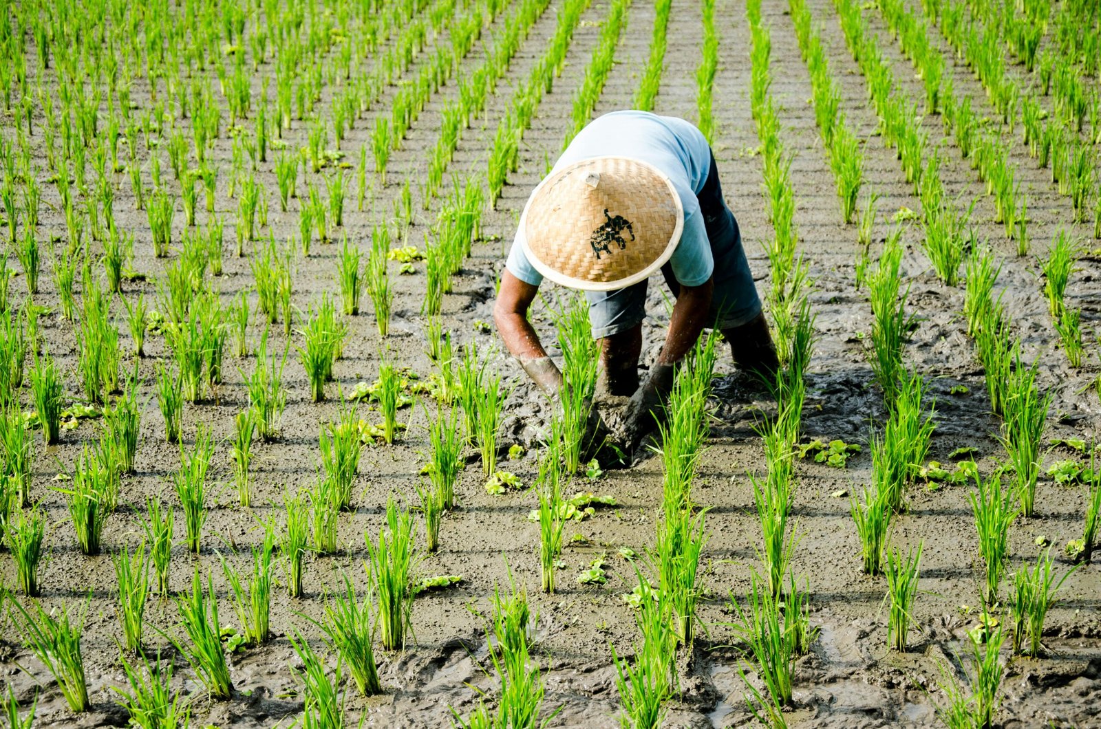 Home A farmer tends to rice plants in a green paddy field in Gianyar, Bali.