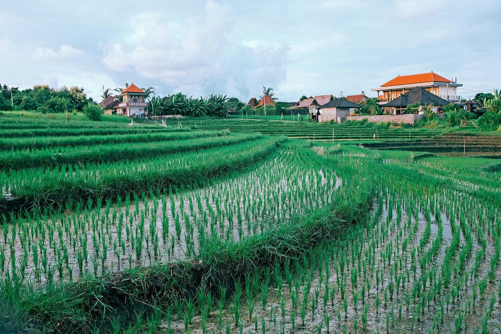Home Scenic view of rice terraces with traditional houses, showcasing rural agriculture.
