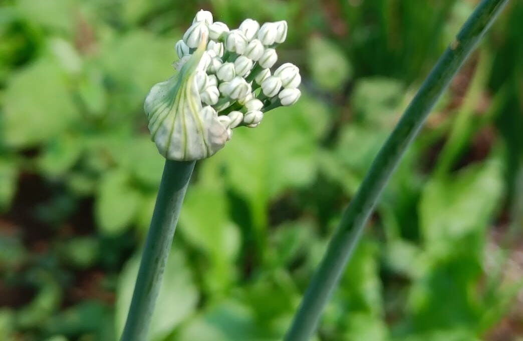 Home whatsapp image 2026 03 07 at 5.18.13 pm