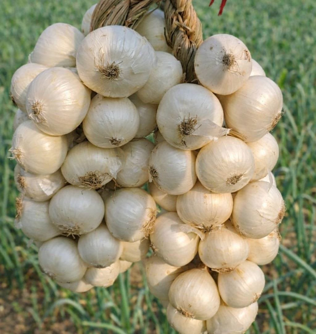 white onion5