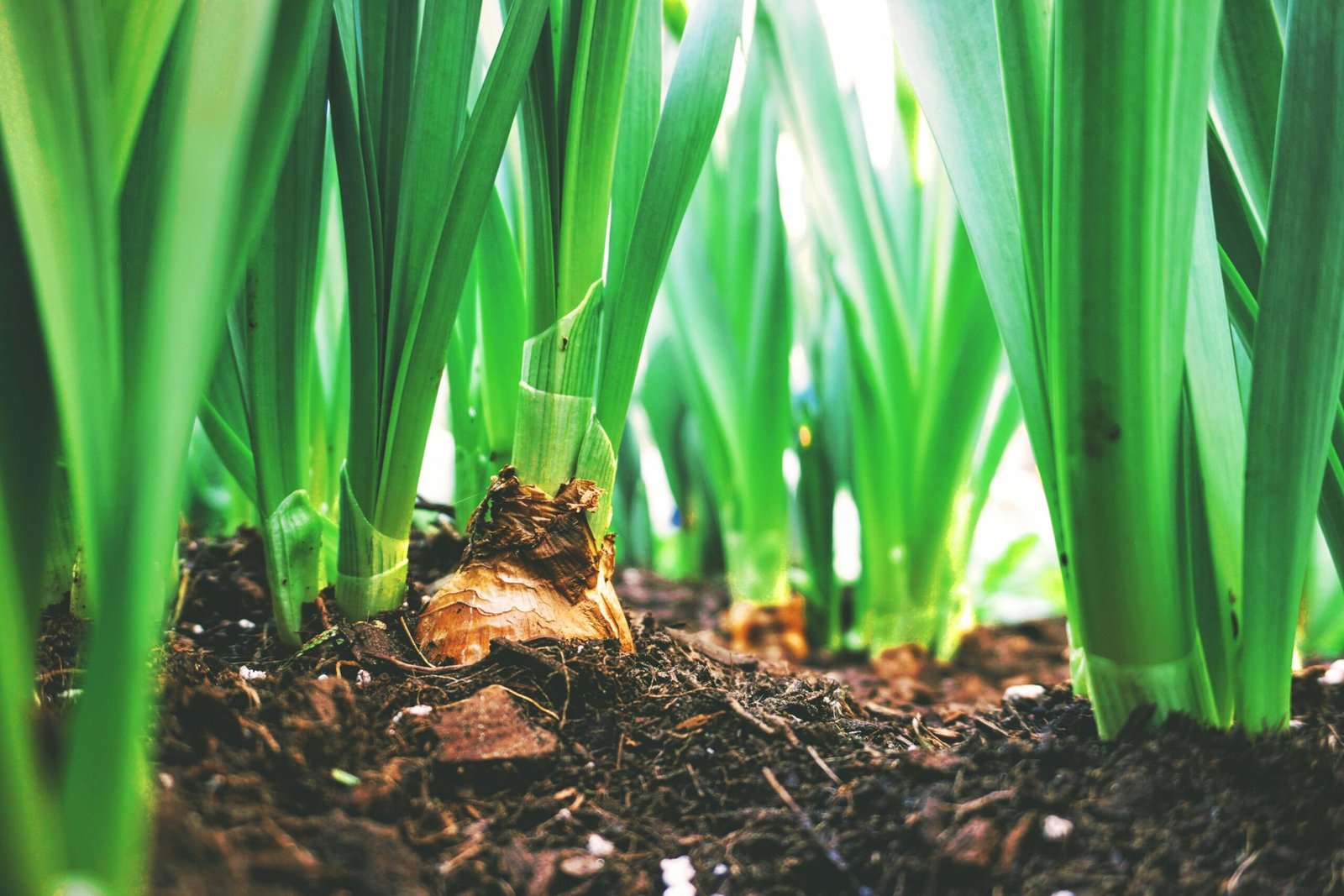 Home Close-up view of green onion plants thriving in rich soil, showcasing agricultural growth.
